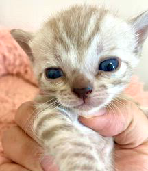 倉上愛実ブリーダーのブログ：スノーベンガル🐾の2兄妹♪🐾ご家族様募集中です♪✨