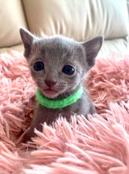 倉上愛実ブリーダーのブログ：1月17日産まれの男の子2💙💚ご家族様募集中です♪✨