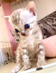 倉上愛実ブリーダーのブログ：ベンガルファミリーご飯🍚タイム♪⏰😸