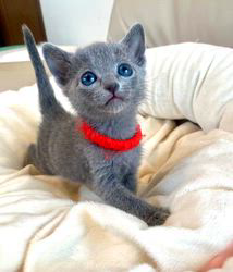 倉上愛実ブリーダーのブログ：ご家族様ぽぽ✨男の子2＆女の子1スクスク成長中です♪🍀💘🐾