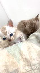 倉上愛実ブリーダーのブログ：ベンガル子猫♪男の子🐾＆女の子🎀♪✨✨