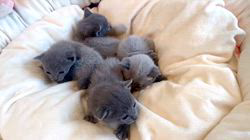 倉上愛実ブリーダーのブログ：2月5日産まれの男の子🐾4ご家族様募集中です♪🐾🍀💘