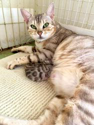 倉上愛実ブリーダーのブログ：今朝も元気にママ🎀のおっぱいを飲んでいます♪💘🐾🍀
