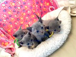 倉上愛実ブリーダーのブログ：男の子4兄弟♪🐾ご家族様募集中です♪✨✨✨