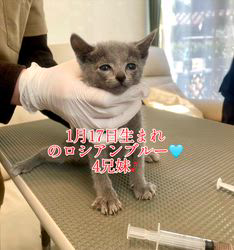 倉上愛実ブリーダーのブログ：1月17日生まれのロシアンブルー🩵4兄妹♪ワクチンとマイクロチップ装置しました♪