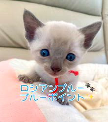 倉上愛実ブリーダーのブログ：ロシアンブルーのブルーポイント産まれています♪🐾✨