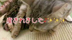 のブログ：ベンガル赤ちゃん♪🍼🐾産まれました♪😊