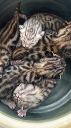 のブログ：ベンガル🐾ベビー🍼産まれて6日目経ちました♪✨✨✨