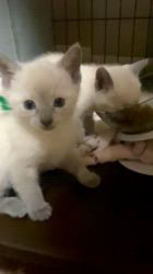 のブログ：ブルーポイントの子猫スクスク成長中♪🐾✨✨✨