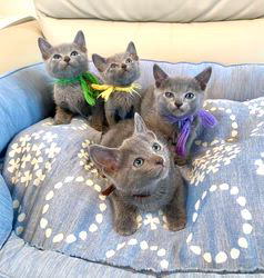 倉上愛実ブリーダーのブログ：2月5日産まれの男の子🐾4兄弟♪スクスク成長中♪🐾💘