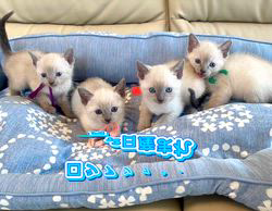 倉上愛実ブリーダーのブログ：2月12日産まれのロシアンブルー♪ブルーポイント🐾4兄妹♪✨