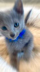 のブログ：1月17日産まれの男の子🐾2スクスク成長中です♪😸💘🐾🍀