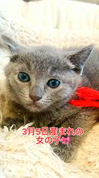 のブログ：3月5日産まれ♪女の子🎀ご家族様募集中♪😊