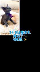 のブログ：2月5日産まれ♪男の子4兄弟♪🐾ご家族様募集中です♪✨