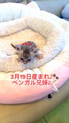 倉上愛実ブリーダーのブログ：3月19日産まれのベンガル子猫🐱募集開始します♪😊