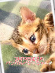 倉上愛実ブリーダーのブログ：3月19日産まれのベンガル🐾ベビーちゃん🍼💘🍀🐾