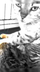のブログ：ベンガル🐾ベビーちゃん🍼産まれて3日経ちました♪✨