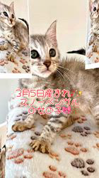 倉上愛実ブリーダーのブログ：3月5日産まれのスノーベンガルの女の子🎀