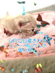 のブログ：4月12日産まれのスノーベンガル🐾の男の子♪💘💚🍀💘