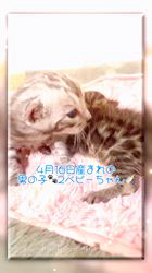 のブログ：4月16日産まれのベンガル🐾2ベビー🍼💘🐾🍀