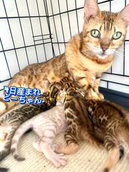 倉上愛実ブリーダーのブログ：4月24日産まれ♪ベンガル子猫🐾✨スクスク成長中♪🍀💘🐾
