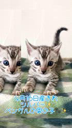 のブログ：4月16日産まれのシルバーベンガルの男の子🐾✨✨✨