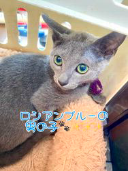 のブログ：ロシアンブルーの男の子🐾新しいご家族様の元に巣立ちました♪🐣