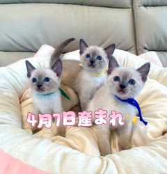 倉上愛実ブリーダーのブログ：ブルーポイント🩵の男の子💙🐾3ご家族様募集中です♪✨