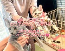 倉上愛実ブリーダーのブログ：ロシアンブルーの男の子🐾＆ベンガルの女の子🎀2頭お迎え頂きました♪✨
