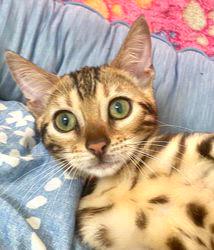 倉上愛実ブリーダーのブログ：3月19日産まれのベンガル子猫🐾ご家族様募集中です♪✨✨✨