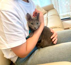 倉上愛実ブリーダーのブログ：ロシアンブルー💙の男の子🐾🩵新しいご家族様が決まりました♪✨✨✨