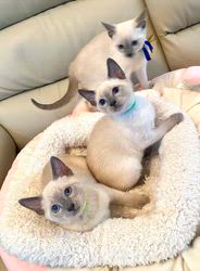 倉上愛実ブリーダーのブログ：4月7日生まれのブルーポイント🩵の男の子🐾💙2ご家族様募集中♪