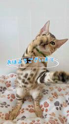 倉上愛実ブリーダーのブログ：シールミンクの男の子2🐾💚💙ご家族様募集中です♪