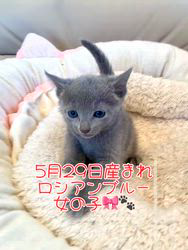のブログ：5月29日産まれのロシアンブルーの女の子🎀スクスク成長中です♪✨✨✨