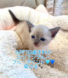 のブログ：6月7日産まれブルーポイント💙男の子🩵ご家族様募集中です♪✨✨✨