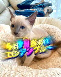 倉上愛実ブリーダーのブログ：4月7日産まれブルーポイント💙🩵の男の子🐾