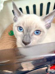 倉上愛実ブリーダーのブログ：ロシアンブルー💙ブルーポイント🩵の男の子🐾新しいご家族様の元に巣立ちました♪✨✨✨