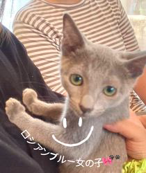 のブログ：新しいご家族様の元に巣立ちました♪🐾🐣