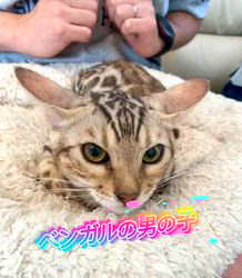 のブログ：ベンガルの男の子🐾新しいご家族様の元に巣立ちました♪✨✨✨