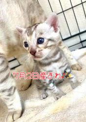 のブログ：ベンガルの子猫🐾🍼💘沢山産まれております♪✨✨✨
