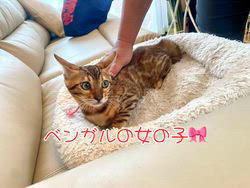 のブログ：ベンガルの女の子🎀新しいご家族様が決まりました♪✨✨✨