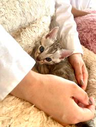 倉上愛実ブリーダーのブログ：7月2日産まれのベンガルの女の子💘新しいご家族様が決まりました♪✨✨✨