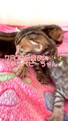 のブログ：7月20日産まれの男の子🐾2＆女の子❤️1ご家族様募集中♪✨✨✨