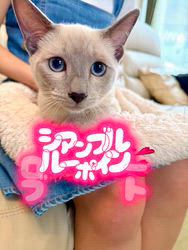 のブログ：ブルーポイント💙の男の子🐾新しいご家族様の元に巣立ちました♪✨✨✨