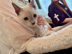 倉上愛実ブリーダーのブログ：ブルーポイン💙の男の子🐾新しいご家族様の元に巣立ちました♪