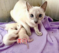 倉上愛実ブリーダーのブログ：9月27日産まれのブルーポイントの赤ちゃん🍼スクスク成長中♪🍀🐾💘