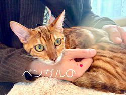 倉上愛実ブリーダーのブログ：ベンガルの女の子🎀新しいご家族様の元に巣立ちました♪✨✨✨