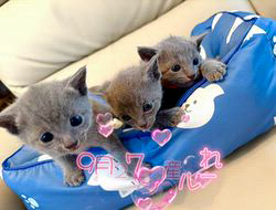 倉上愛実ブリーダーのブログ：9月27日産まれロシアンブルー🐾3姉妹♪✨✨✨
