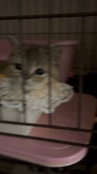 柴田慶子ブリーダーのブログ：猫舎残留　いくらちゃん定期検診