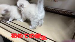中元梢ブリーダーのブログ:なっちゃんの仔猫ちゃん達離乳食始まりました💗